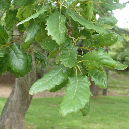 Aleppo-Eiche Samen (Quercus infectoria) | Seeds Shop Store