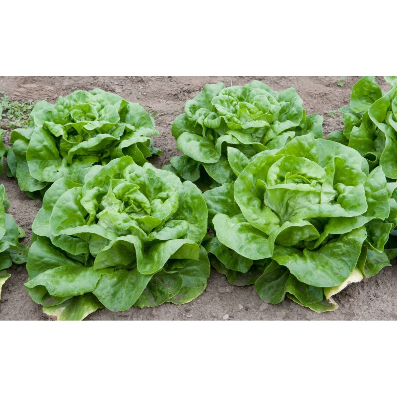 May Queen Kopfsalat samen | Seeds Shop Store