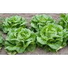 May Queen Kopfsalat samen | Seeds Shop Store
