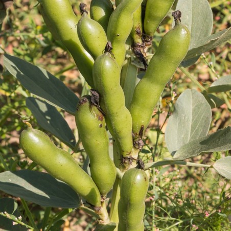 Sweet Lorane fava beans seeds | Seeds Shop Store