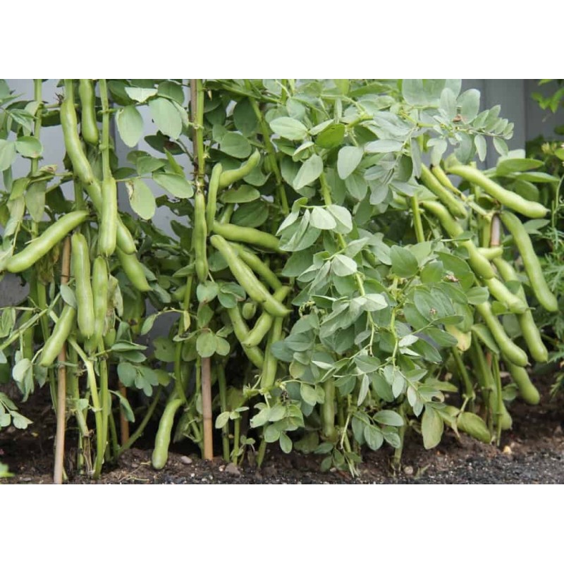 Sweet Lorane fava beans seeds | Seeds Shop Store