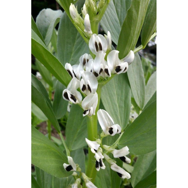 Sweet Lorane fava beans seeds | Seeds Shop Store