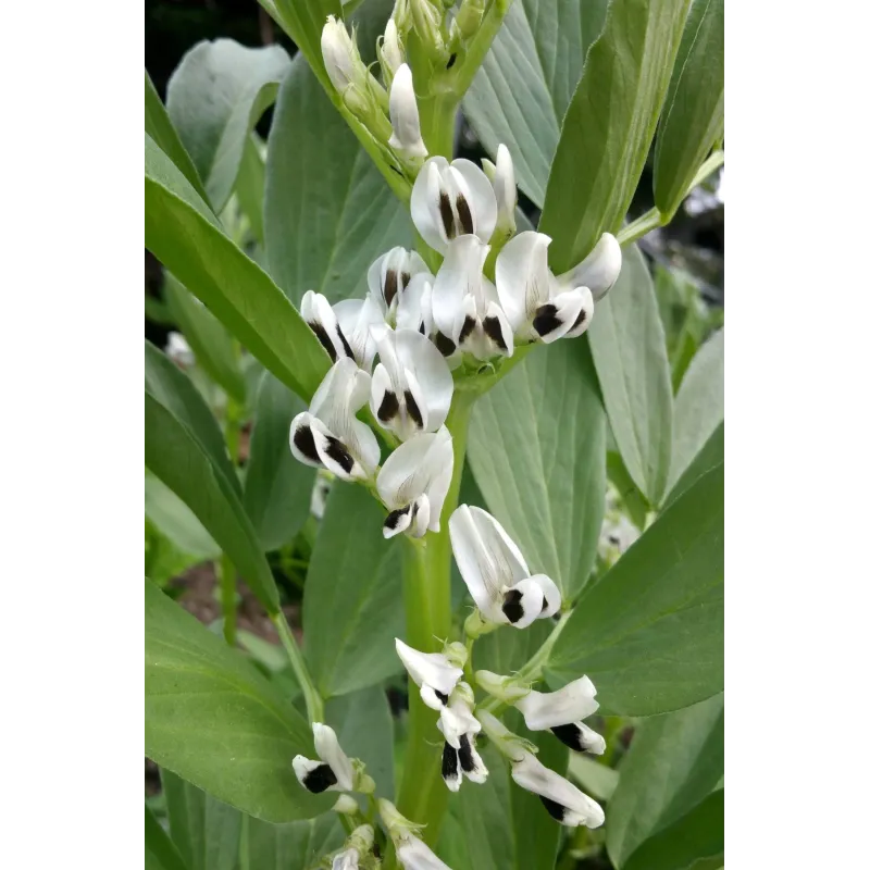 Sweet Lorane fava beans seeds | Seeds Shop Store