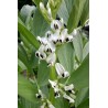 Sweet Lorane fava beans seeds | Seeds Shop Store