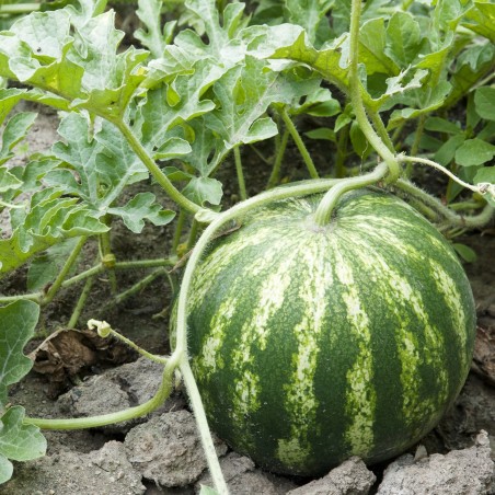 Watermelon Crimson Sweet Seeds | Seeds Shop Store