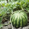 Watermelon Crimson Sweet Seeds | Seeds Shop Store