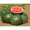 Watermelon Crimson Sweet Seeds | Seeds Shop Store