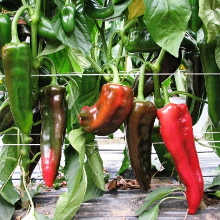 Paprikasamen Goldmedaille | Seeds Shop Store