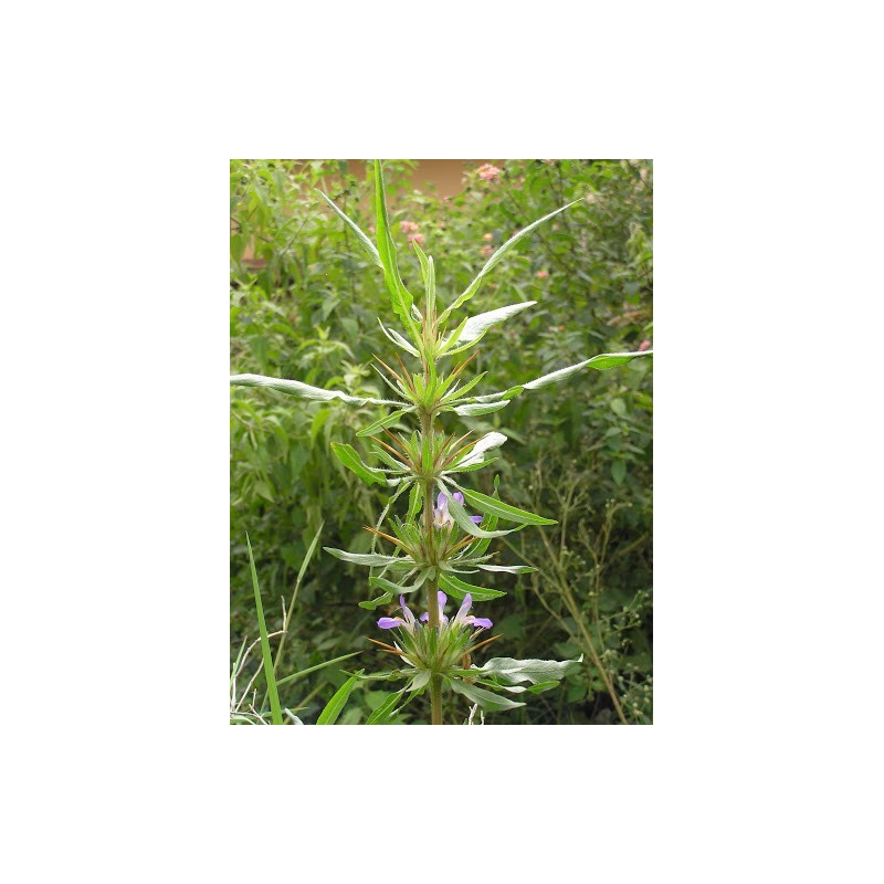 Kulikhara, Kokilaksah Seeds (Asteracantha longifolia) | Seeds Shop Store