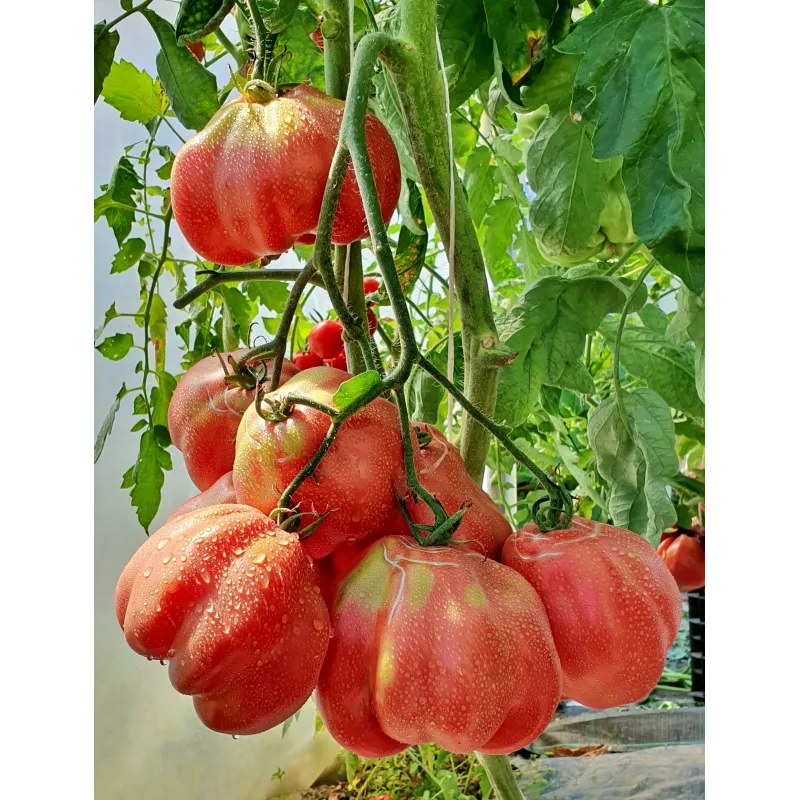 Spanish tomato seeds Montserrat | Seeds Shop Store