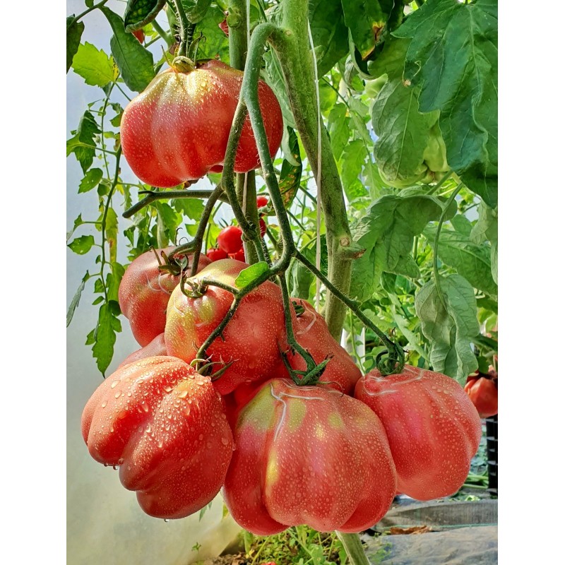 Sementes de tomate espanhol Montserrat | Seeds Shop Store