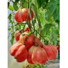 Sementes de tomate espanhol Montserrat | Seeds Shop Store