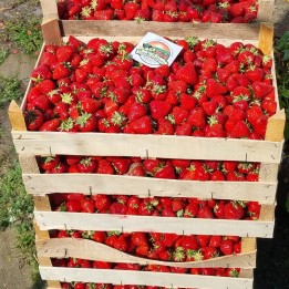 Aardbeienzaden APRICA - 2.205