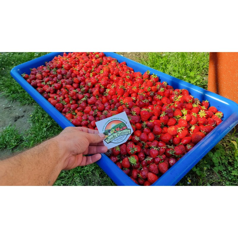 Sementes de morango APRICA | Seeds Shop Store