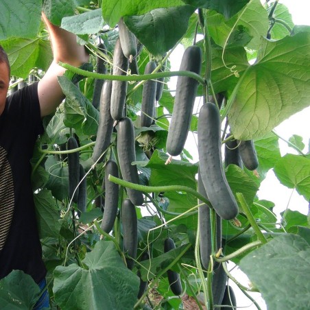 Semillas de pepino Sprinter | Seeds Shop Store