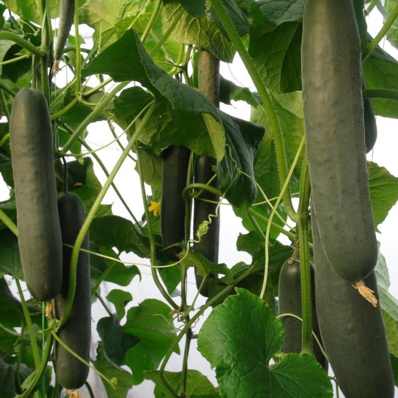 Semillas de pepino Sprinter | Seeds Shop Store