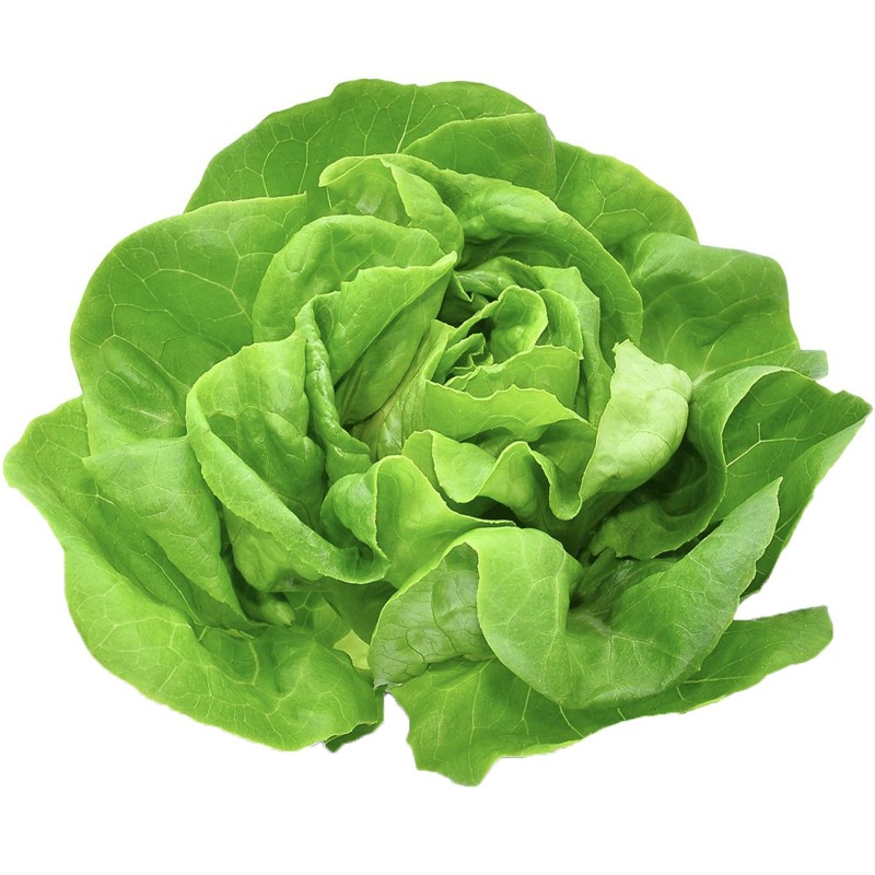 Butterhead Lettuce Seed Vuka | Seeds Shop Store