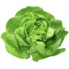 Butterhead Lettuce Seed Vuka | Seeds Shop Store