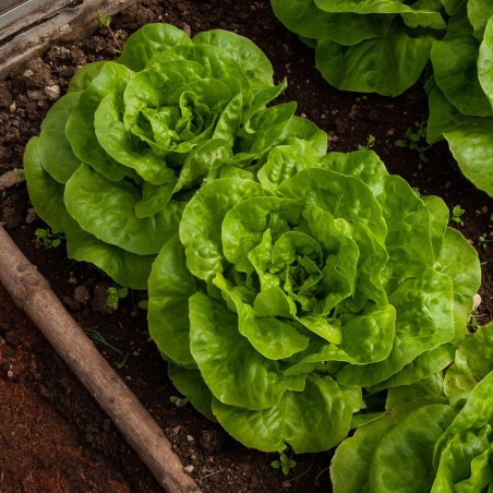 Butterhead Lettuce Seed Vuka | Seeds Shop Store