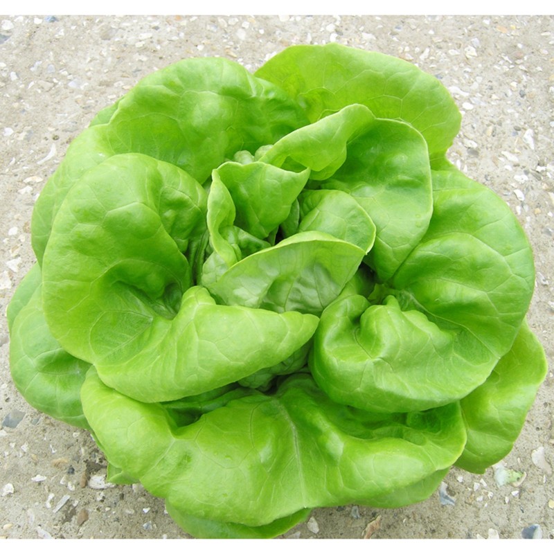 Vuka Frühlingskopfsalatsamen | Seeds Shop Store