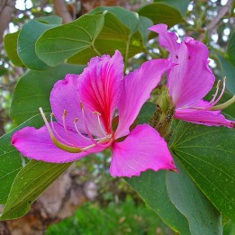 Sementes de Casco-de-vaca-lilás (Bauhinia variegata) - 1.8