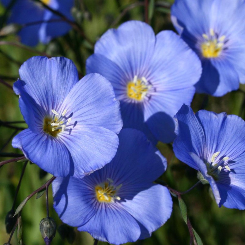 Sementes de Linho (Linum usitatissimum) | Seeds Shop Store
