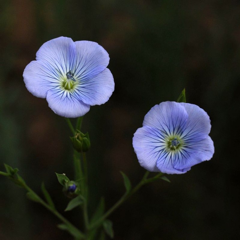 Sementes de Linho (Linum usitatissimum) | Seeds Shop Store
