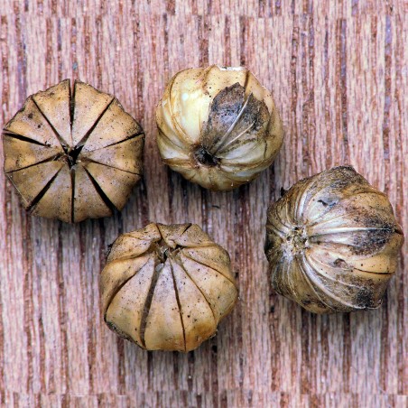 Sementes de Linho (Linum usitatissimum) | Seeds Shop Store