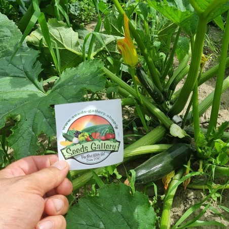 All Green Bush Courgette Seeds | Seeds Shop Store