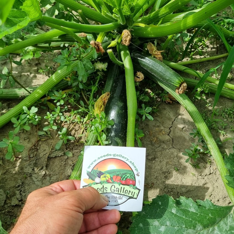 All Green Bush Courgette Seeds | Seeds Shop Store