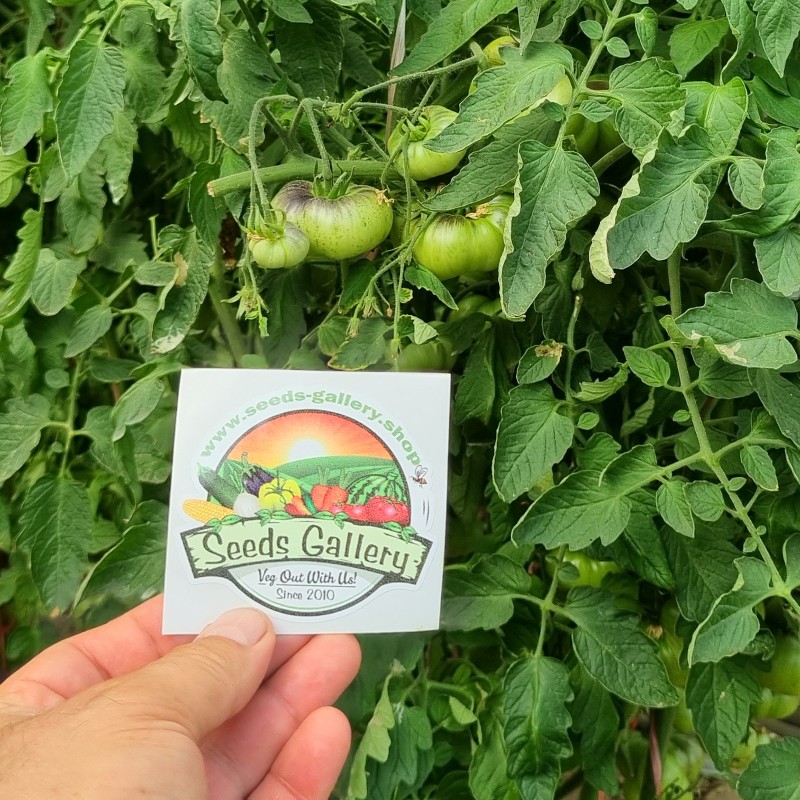 بذور طماطم مار آزول | Seeds Shop Store