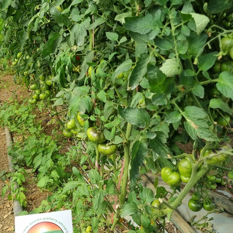 بذور طماطم مار آزول | Seeds Shop Store