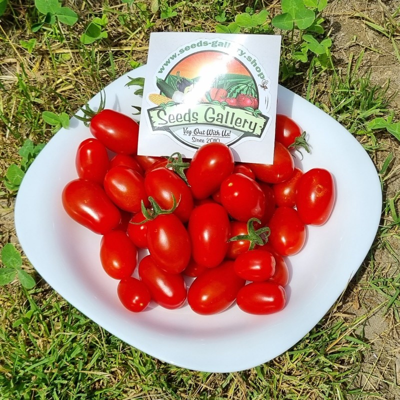 Semi di pomodoro Datterino - Datterini | Seeds Shop Store