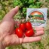 Semi di pomodoro Datterino - Datterini | Seeds Shop Store