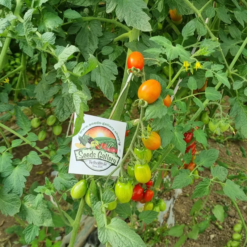 Semi di pomodoro Datterino - Datterini | Seeds Shop Store