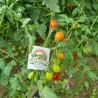 Semi di pomodoro Datterino - Datterini | Seeds Shop Store