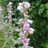 Sementes de malva-branca (Althaea officinalis) | Seeds Shop Store