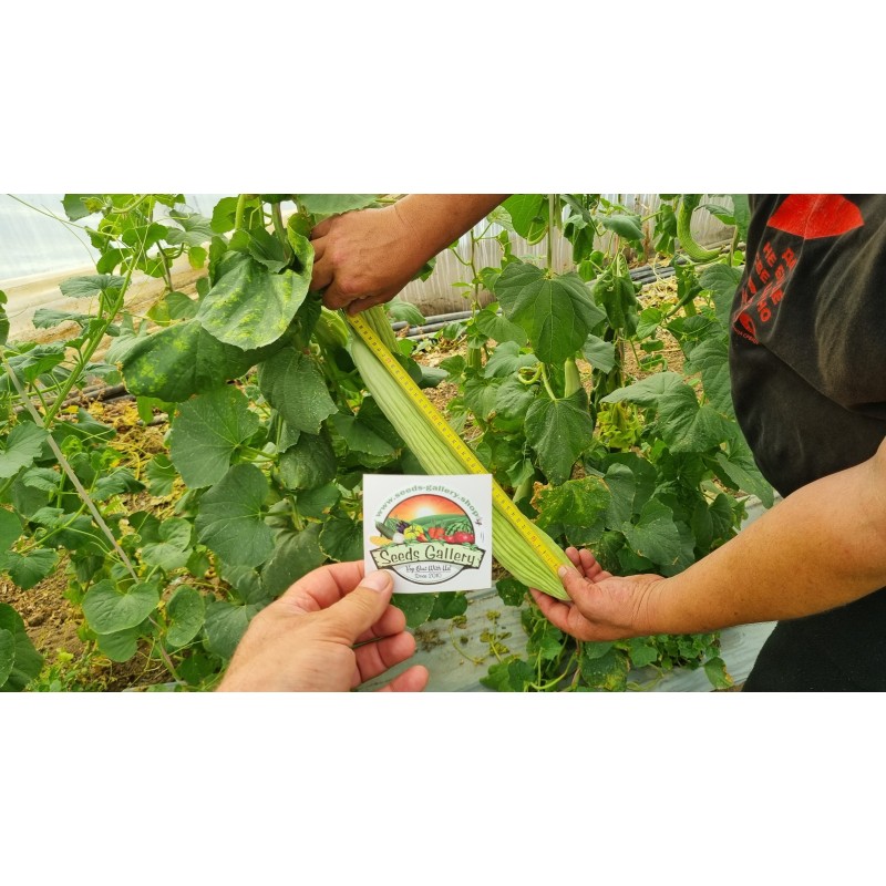 Armenian Yard Long Cucumber Seeds | Seeds Shop Store