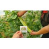 Armenian Yard Long Cucumber Seeds | Seeds Shop Store