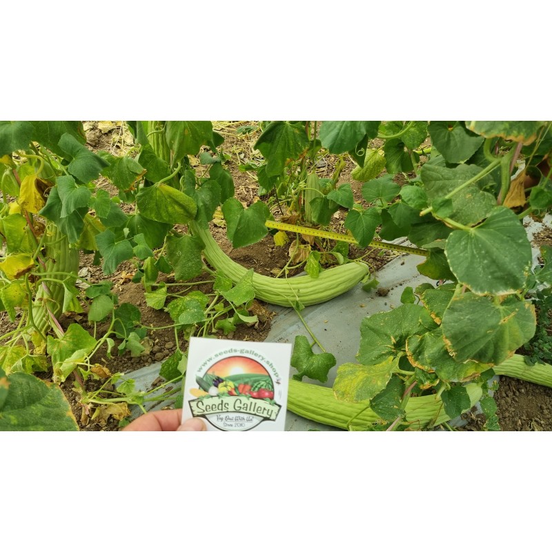 Armenian Yard Long Cucumber Seeds | Seeds Shop Store
