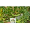 Armenian Yard Long Cucumber Seeds | Seeds Shop Store