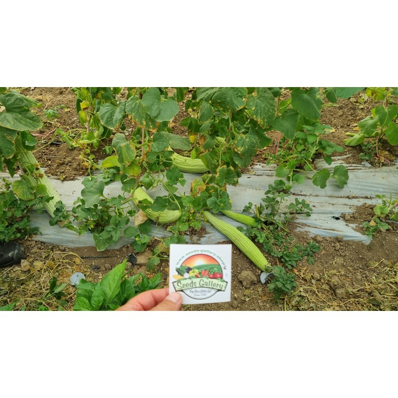 Armenian Yard Long Cucumber Seeds | Seeds Shop Store