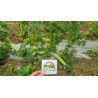 Armenian Yard Long Cucumber Seeds | Seeds Shop Store