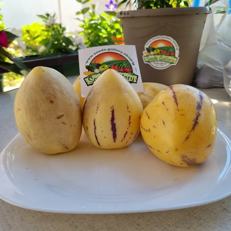 Semillas de Pepino dulce (Solanum muricatum) | Seeds Shop Store
