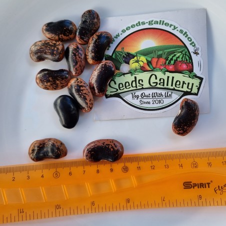 Fasolia Gigantes - Elefantes Kastorias Beans Seeds | Seeds Shop Store