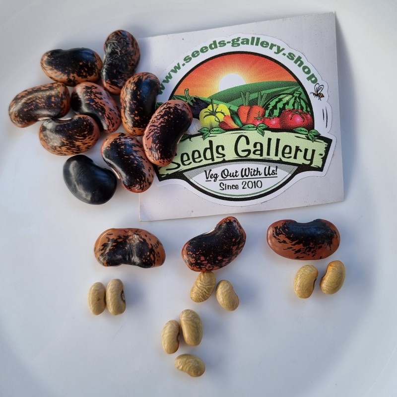 Fasolia Gigantes - Elefantes Kastorias Beans Seeds | Seeds Shop Store