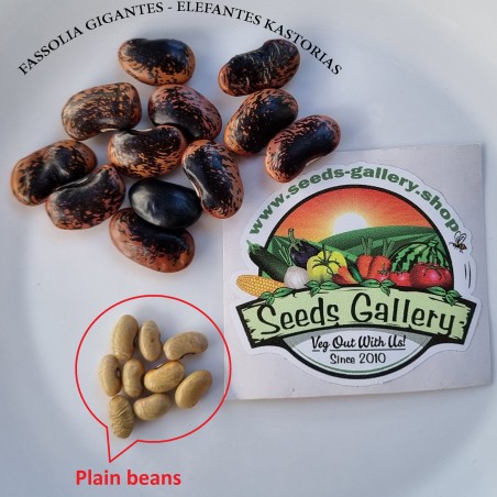 Fasolia Gigantes - Elefantes Kastorias Beans Seeds | Seeds Shop Store