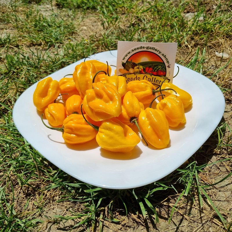 Habanero rote, gelbe, orange Samen | Seeds Shop Store