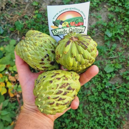Atemoya Seeds (Annona × cherimoya) | Seeds Shop Store