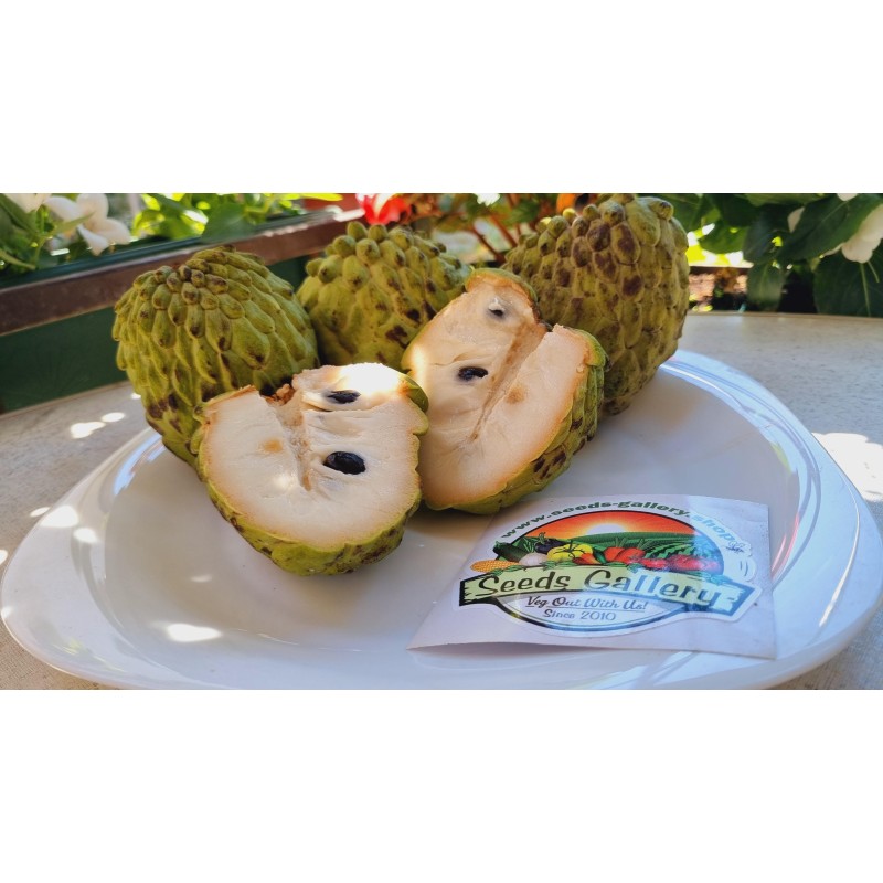 Atemoya Seeds (Annona × cherimoya) | Seeds Shop Store